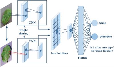 Weakly supervised localization model for plant disease based on Siamese networks